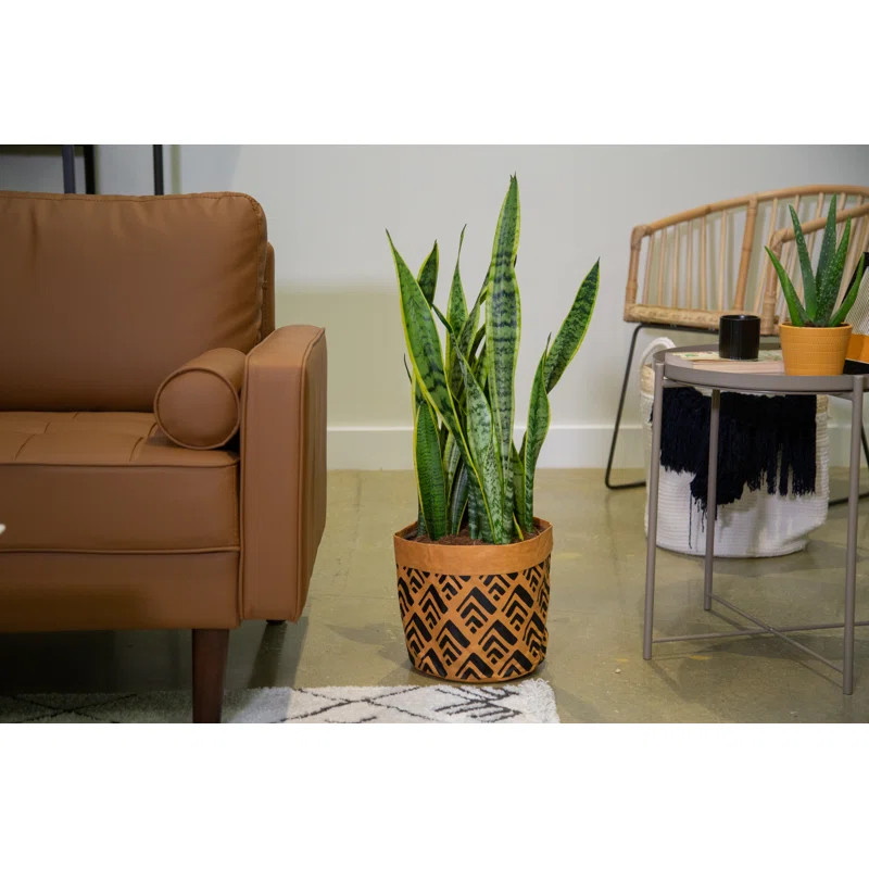 Costa Farms Live Snake Plant Low Maintenance Plant in Basket | Wayfair North America