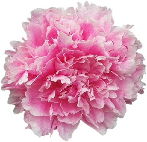 Sarah Bernhardt Peony Bare Root Plant - Double Pink Bare Root 3-5 Eyes | Amazon (US)