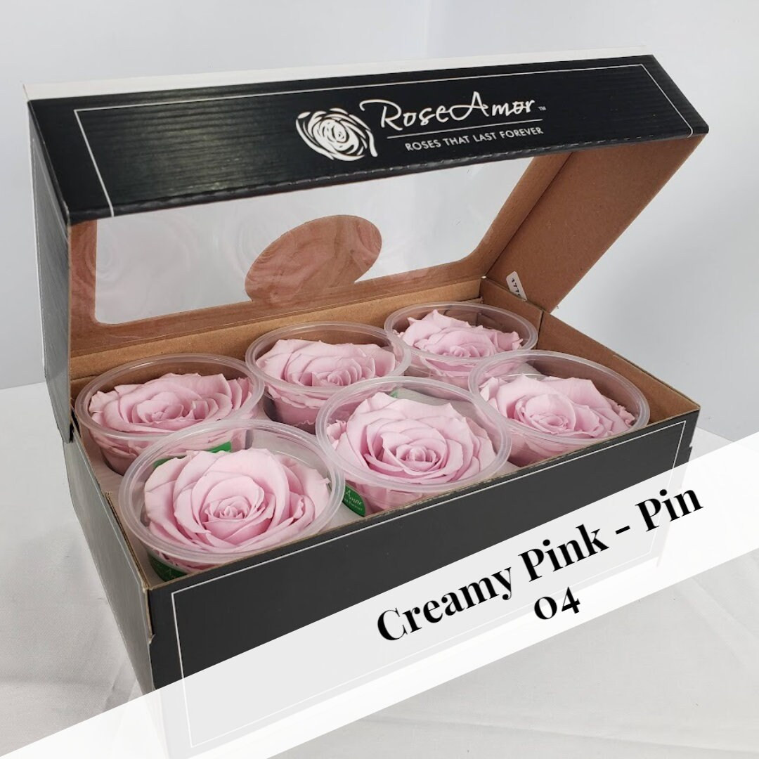 Preserved Rose Six Packs in Creamy Pink - Etsy | Etsy (US)