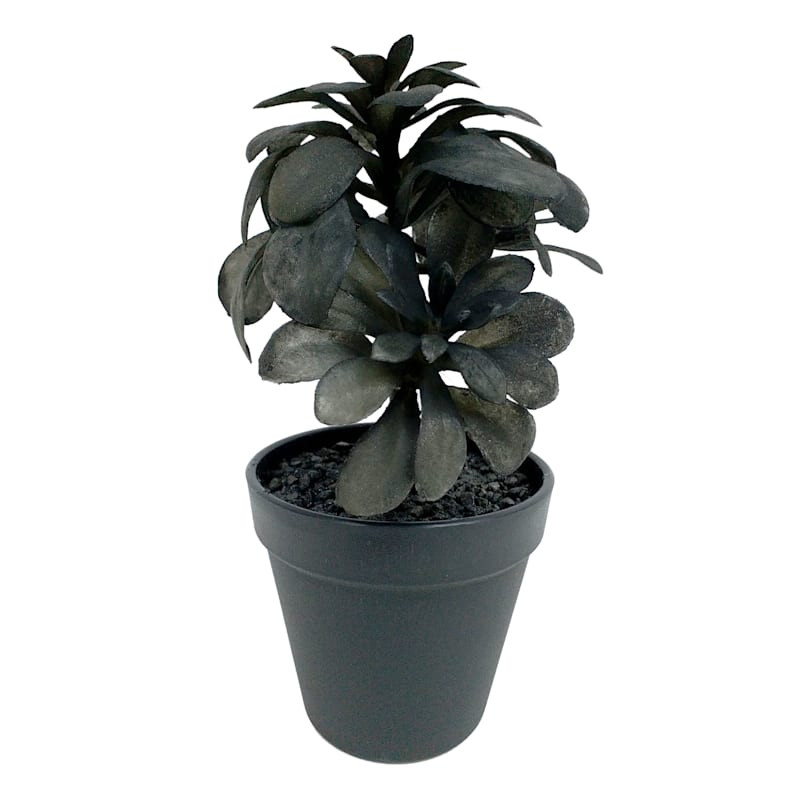 Southern Gothic Succulent with Black Planter, 9.5" | At Home