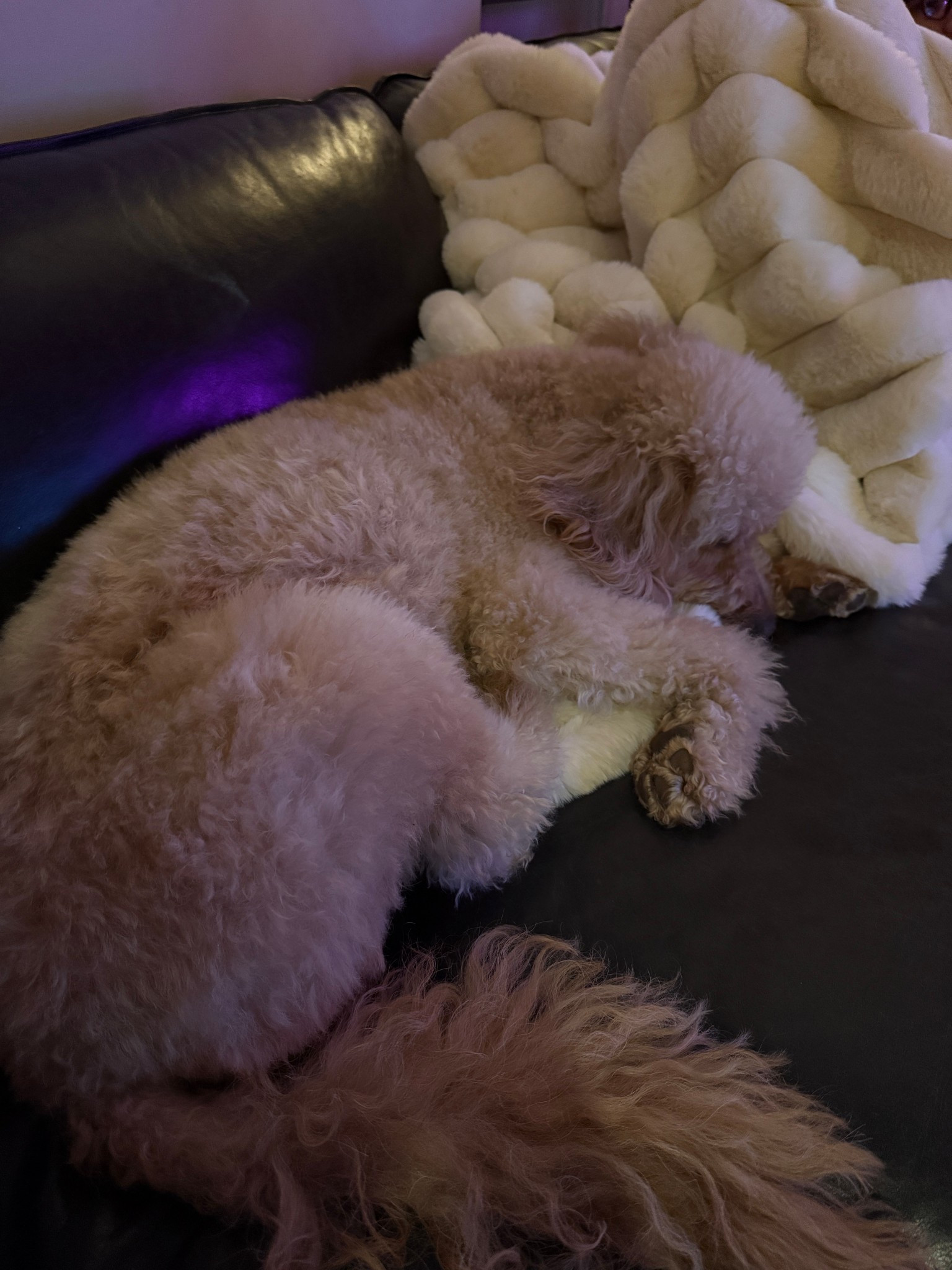 My dog is so obsessed with this Anthropologie blanket, we need to buy another one! 

#LTKHome #LTKGiftGuide #LTKHoliday