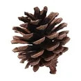 Lilixerw Clearance Christmas Pine Cones Decoration,Natural Rustic Pinecones Bulk Ornaments,Fall T... | Walmart (US)