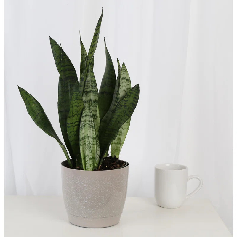Costa Farms Live Snake Plant Low Maintenance Plant in Plastic Planter | Wayfair North America
