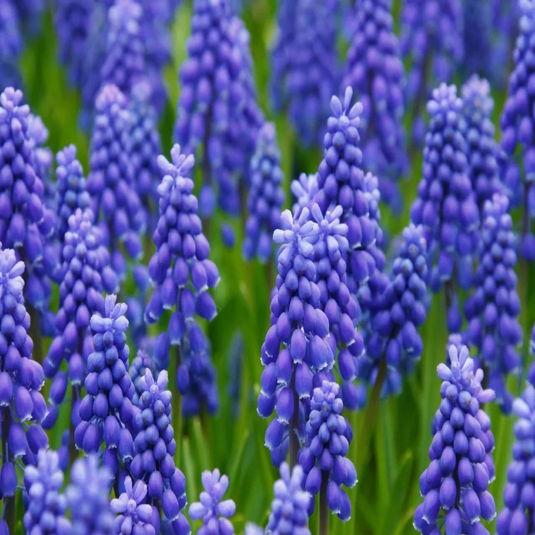 Hyacinth Bulbs, Grape Hyacinth Flower Bulbs, Also Know as Muscari . Fall Planting for Spring Bloo... | Etsy (US)