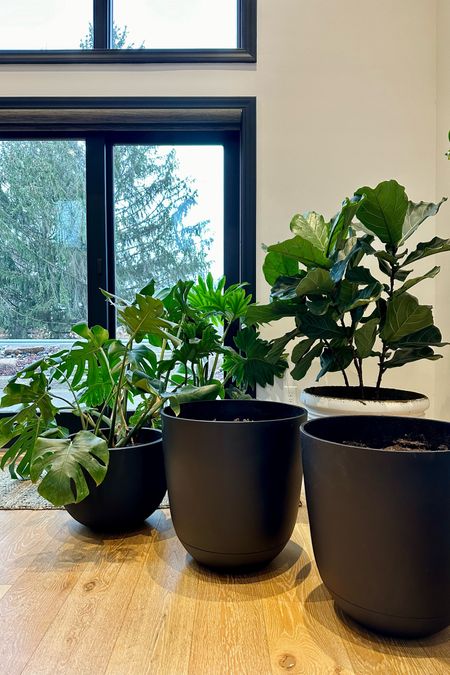 20” black pots - indoor & outdoor, light weight plastic but don’t look like it. $30 steal! 