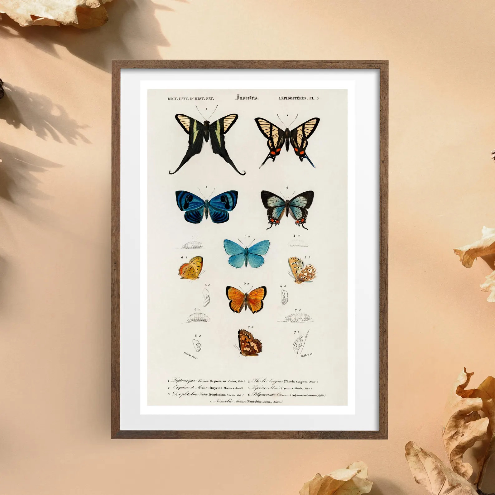 Butterfly Fine Art Poster: Vintage Nature Wall Art by Charles D'Orbigny | Etsy (Global)