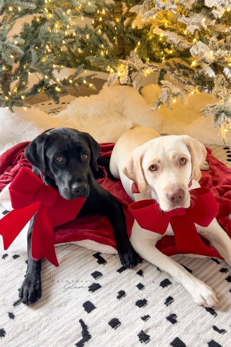 Merry Christmas Eve! Lab puppies at Modern Farmhouse Glam and @thatpetlife. Dog hats, black and white rug, home decor, furniture, Christmas trees  

#LTKHoliday #LTKhome #LTKfindsunder50
