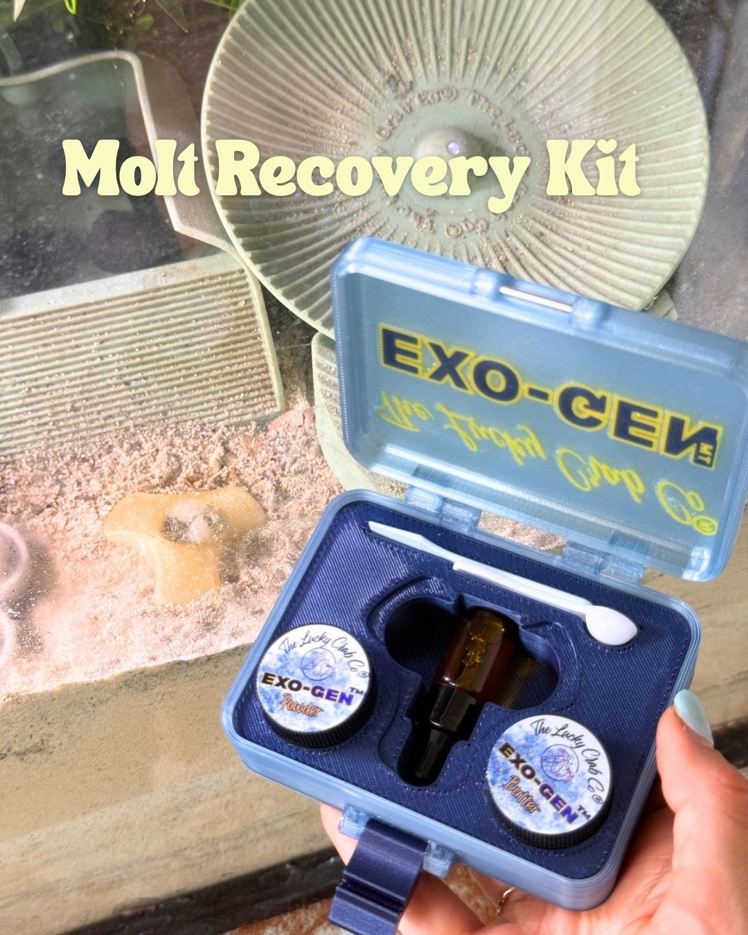Hermit crab molt recovery kit