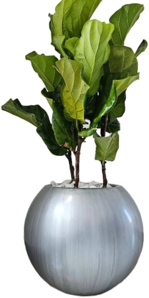 Amazon.com: Green Boutique Round Big Modern Fiberglass Planter Bubble Like Elegant Shape Tree Pot... | Amazon (US)