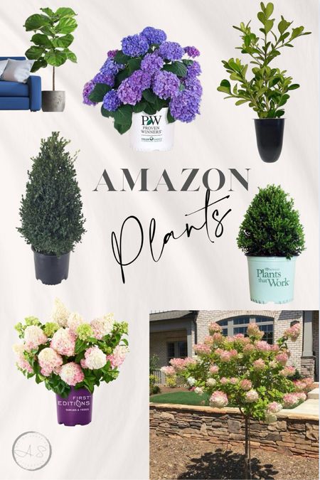 Amazon home. Plants  

#LTKhome #LTKfindsunder100 #LTKfindsunder50