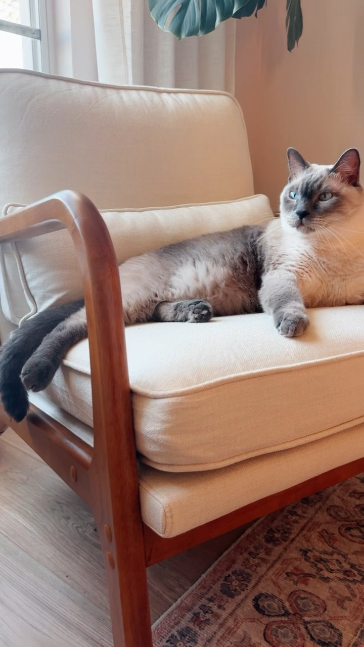 Living room chairs / feline lovers rejoice / stylish chair that cats haven’t scratched / Wayfair chair / Wayfair deal / free shipping

#LTKhome #LTKVideo