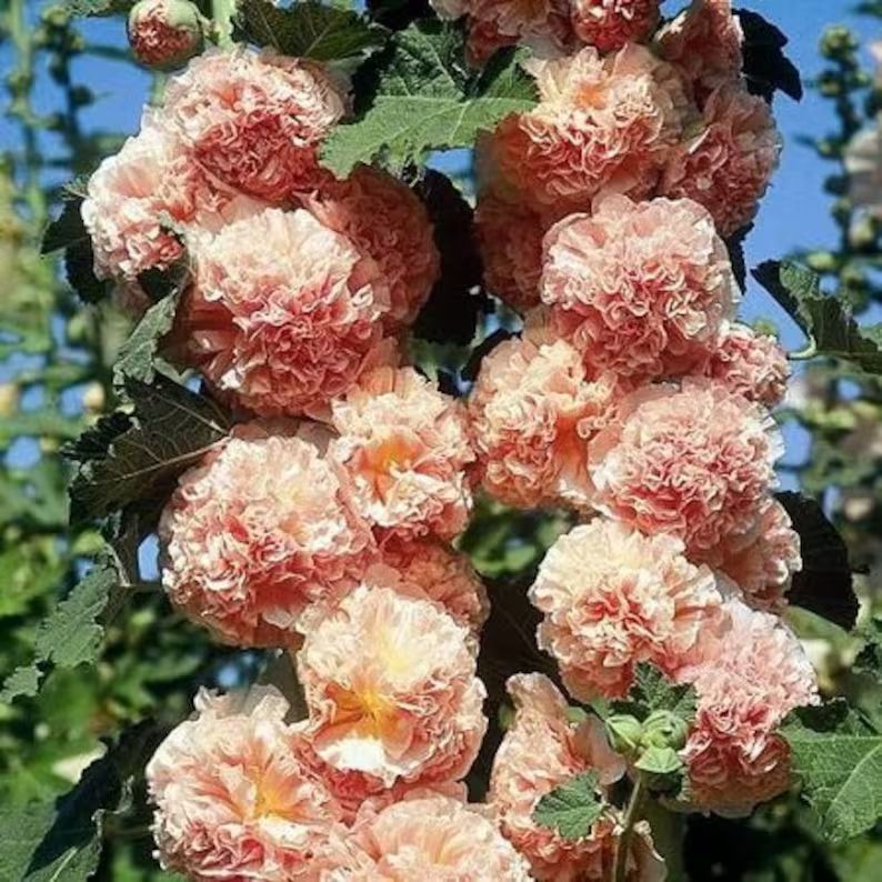 25 Chaters Double Salmon Hollyhock Flower Seeds | Etsy (US)