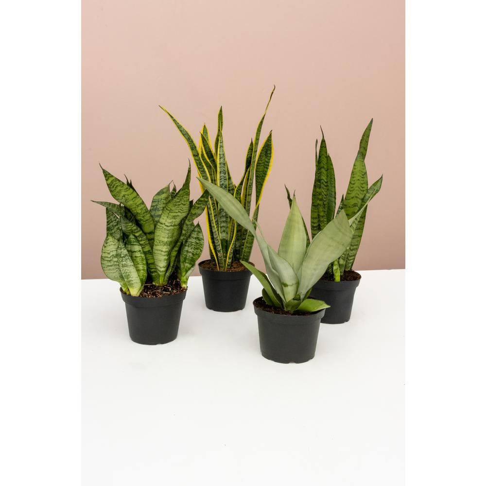 Snake Plant Collection (4-Pack) - Growers Choice Sanseverias in 4 in. Grower Pots | The Home Depot