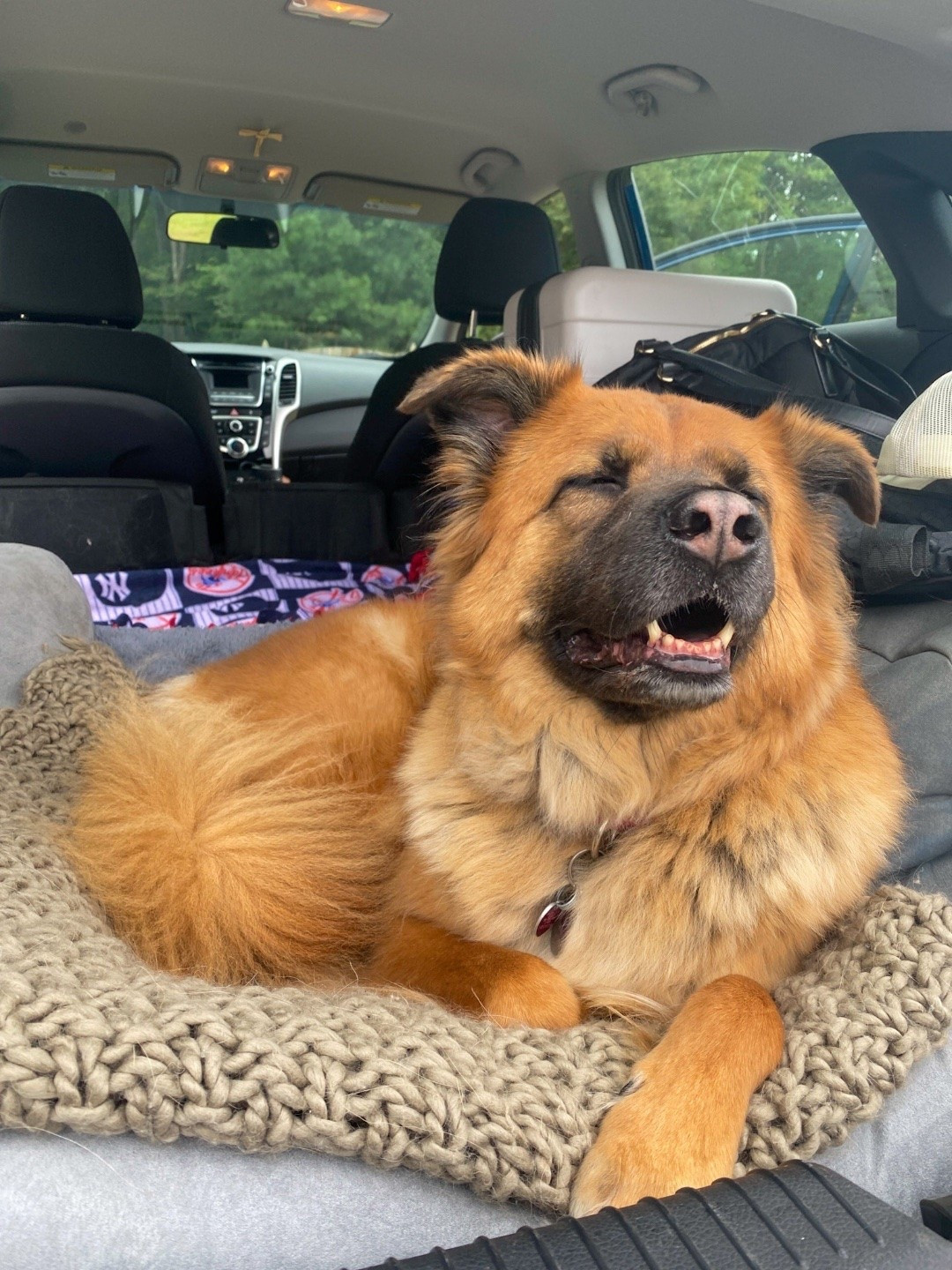 Road trips are always better with the whole pack. 🐾

Over the years, Winston, Gizmo, and now Ruthie B have taught us everything we know about traveling with dogs — from how much exercise they need the morning before a long drive, to what is absolutely non-negotiable in the packing bag (slip leads, y'all — do not skip them).

I updated the full guide on the blog with everything we have learned, including our complete packing list for traveling with dogs. 

Link in bio! https://imfixintoblog.com/how-to-travel-with-dogs/

#LTKdayinmylife #LTKTravel #LTKSeasonal