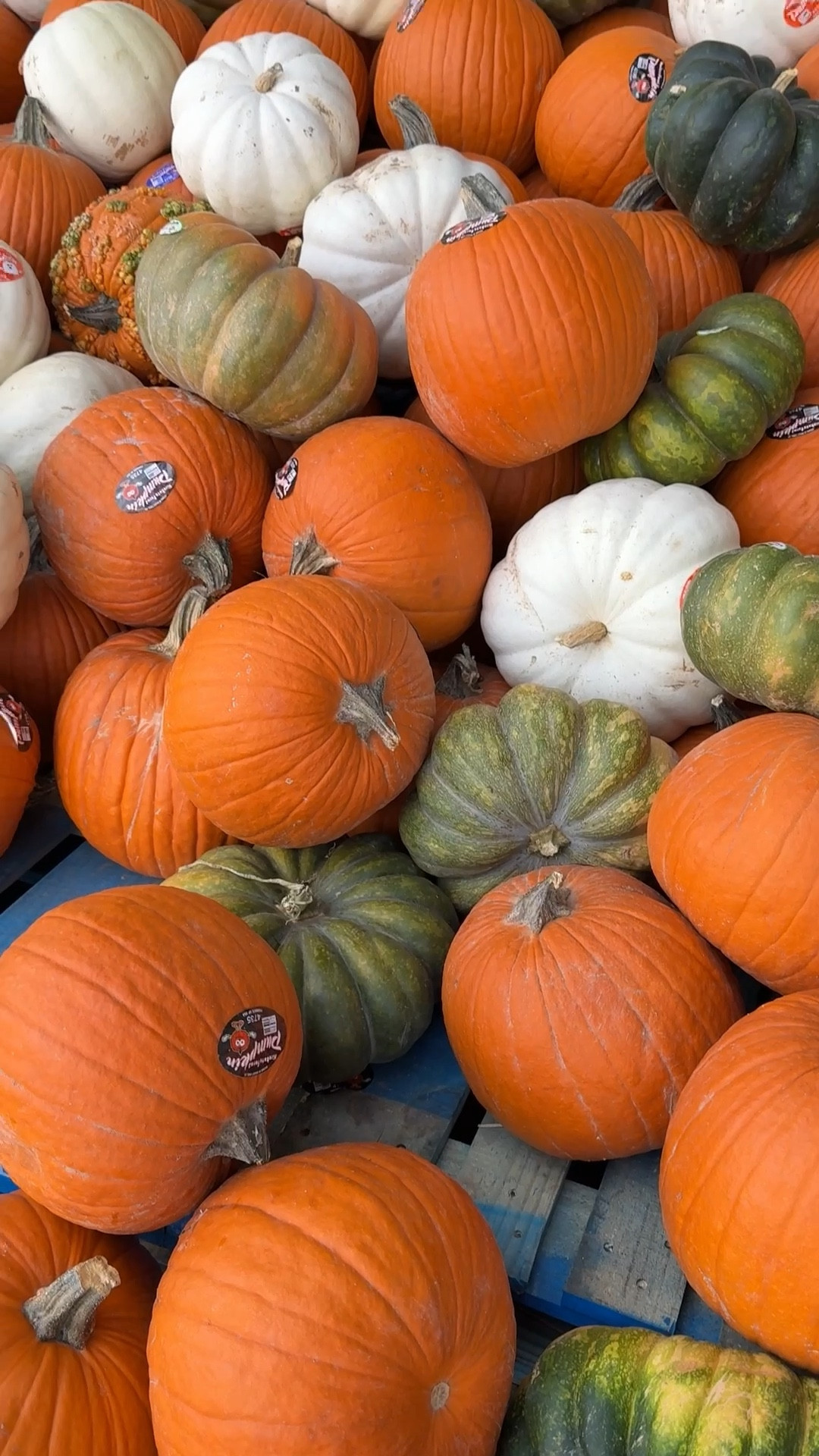 Pumpkin obsessed! The green ones are so good. I’m using a mix of faux and real pumpkins this year. Linking some of my faves.

#LTKHome #LTKSeasonal #LTKStyleTip