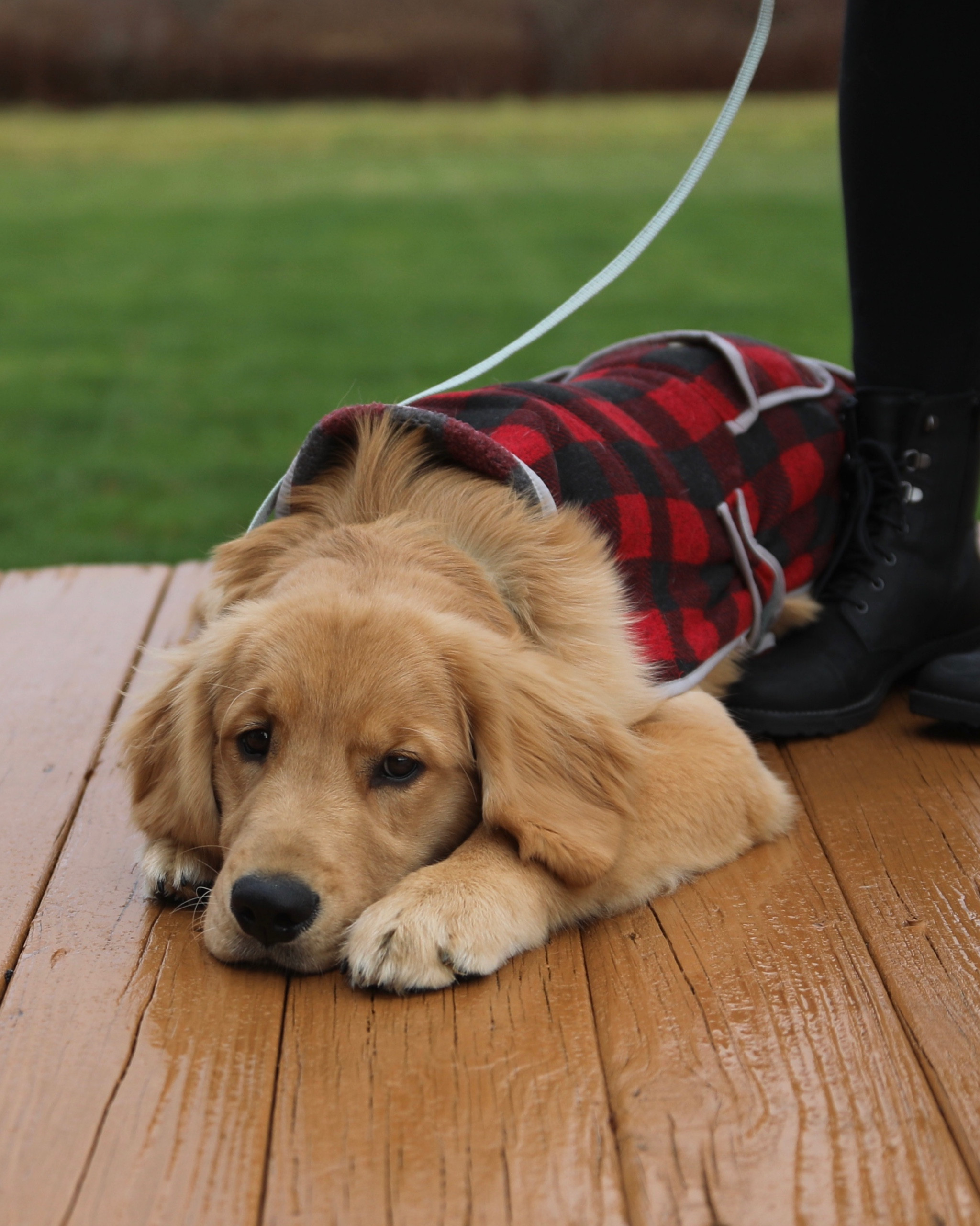 Get in the festive mood with these adorable jackets 🎄

#LTKstyletip #LTKHoliday #LTKSeasonal