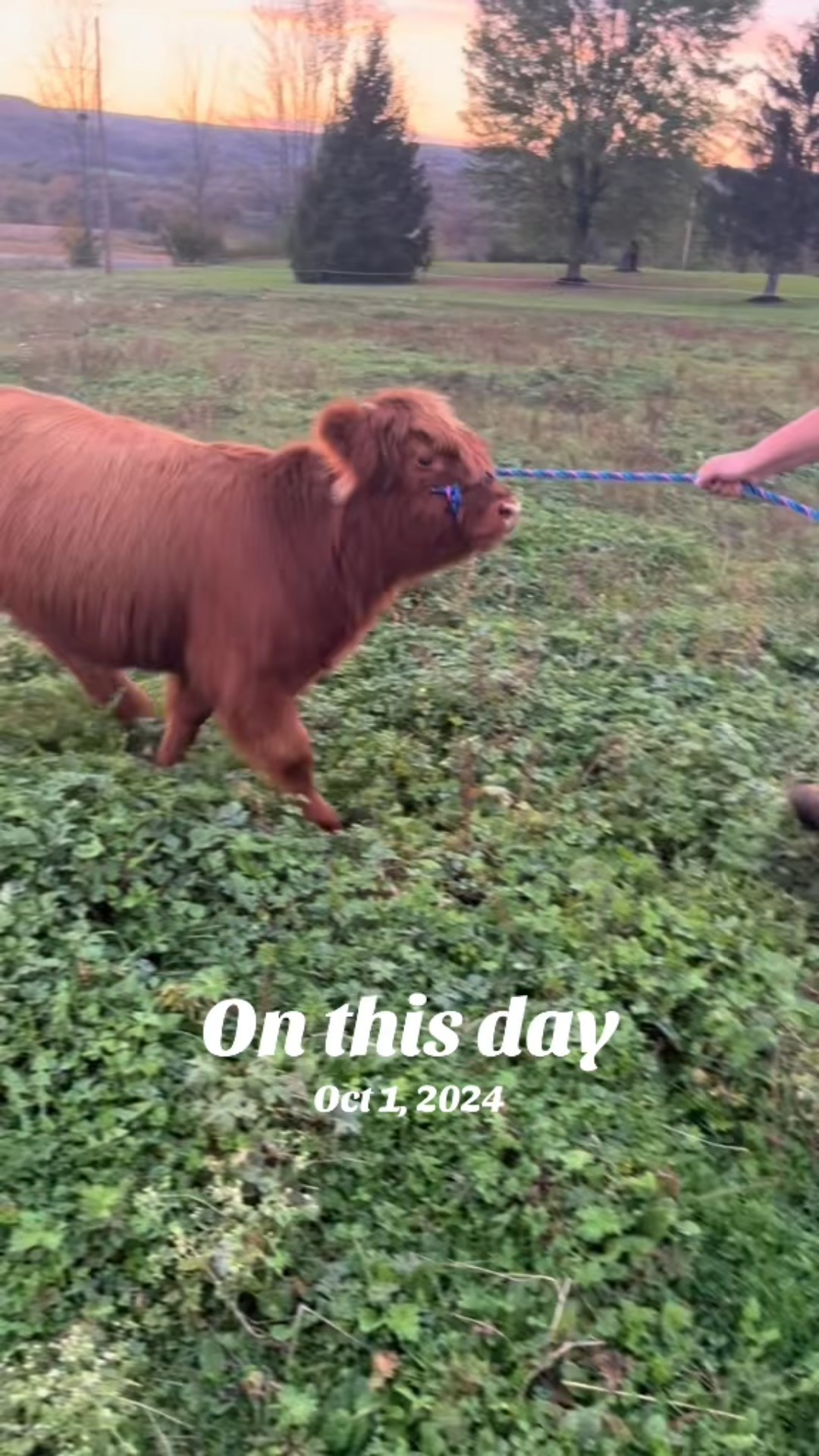 Teaching Penelope to lead using a sturdy cattle rope—simple tools make training easier.