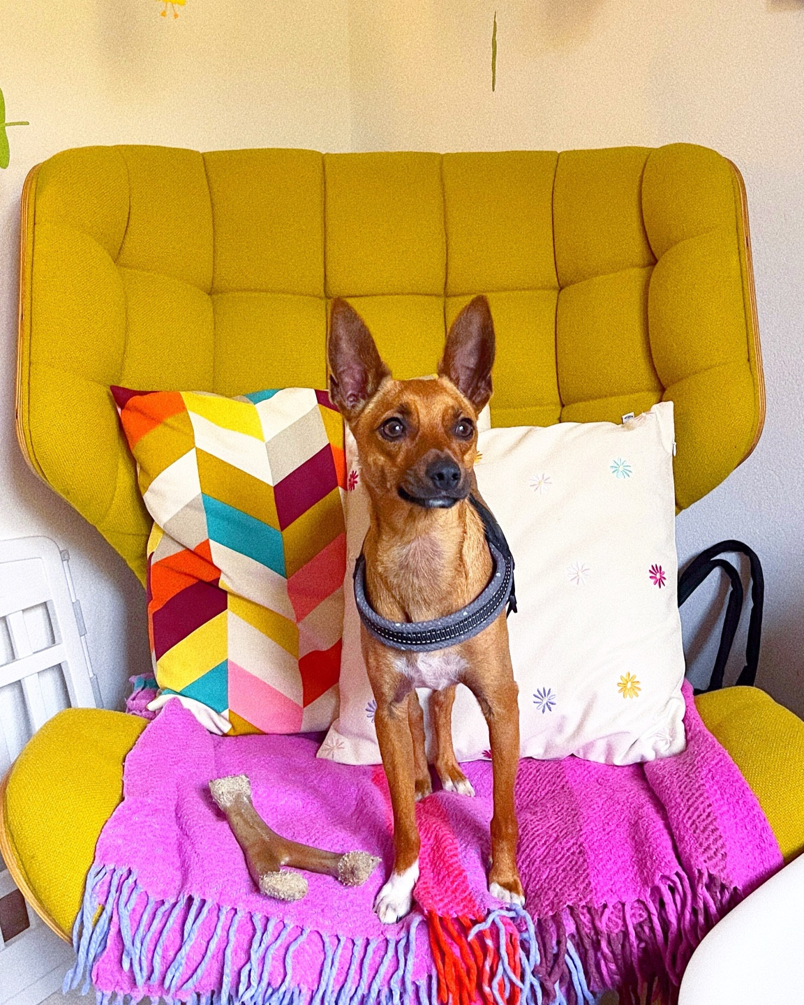 Cozy studio moments with Coco! 🐾💕 My mini pinscher enjoying some downtime on the armchair amidst the colorful cushions. It's all about comfort and companionship in the creative zone! 🛋️🌈 #StudioCompanion #DogsofLTK #CozyCorner

#LTKhome #LTKeurope