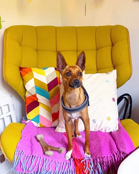 Cozy studio moments with Coco! 🐾💕 My mini pinscher enjoying some downtime on the armchair amidst the colorful cushions. It's all about comfort and companionship in the creative zone! 🛋️🌈 #StudioCompanion #DogsofLTK #CozyCorner

#LTKhome #LTKeurope
