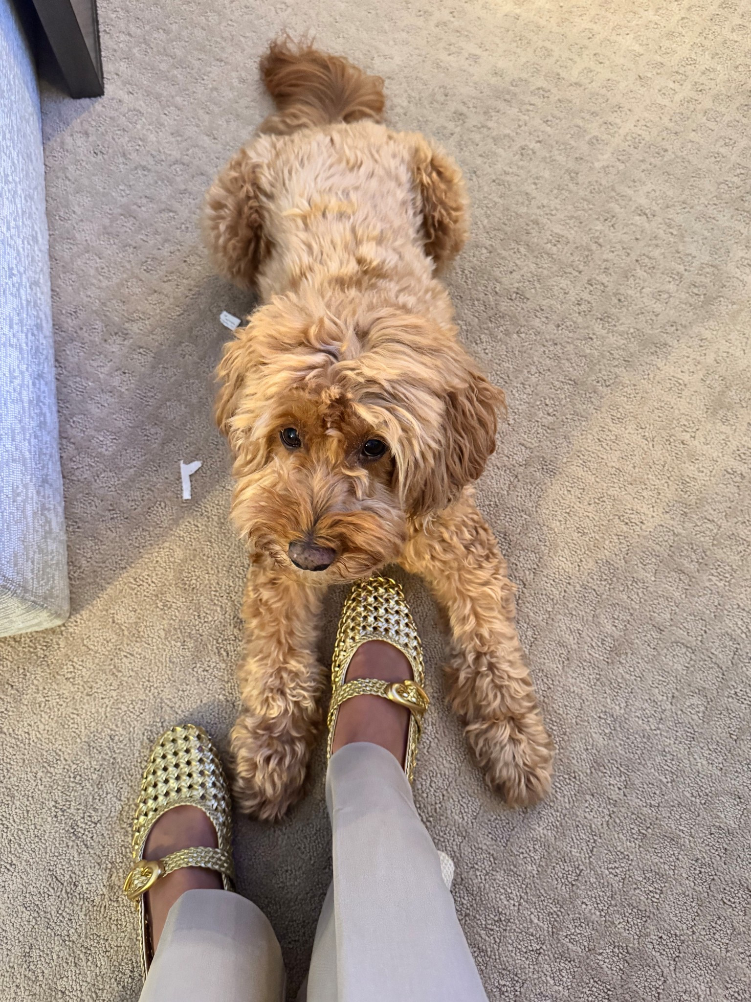 Shoes almost as cute as he is ✨