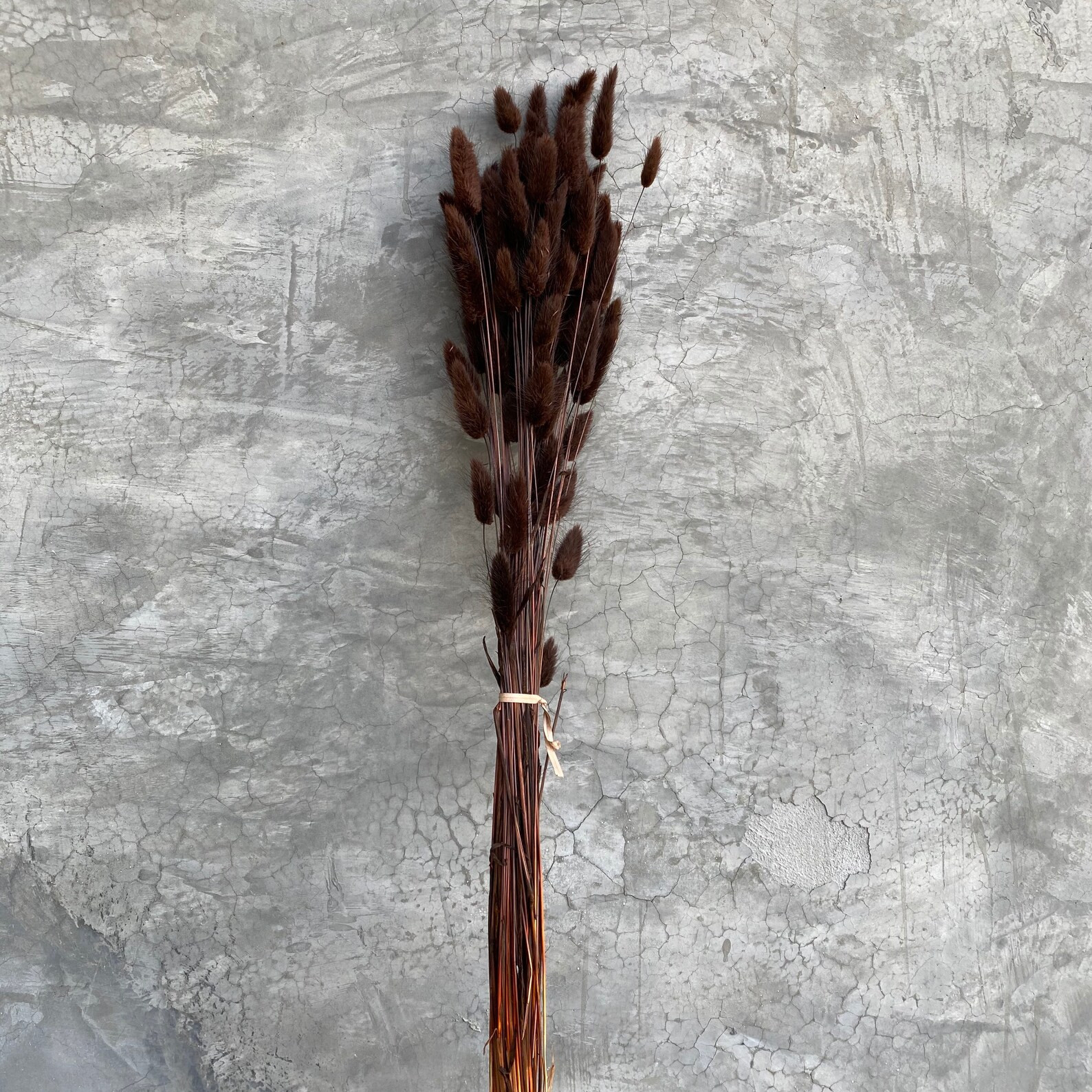 Lagurus Flower Bush Dried Flowers Wedding Flowers Bunny | Etsy | Etsy (US)