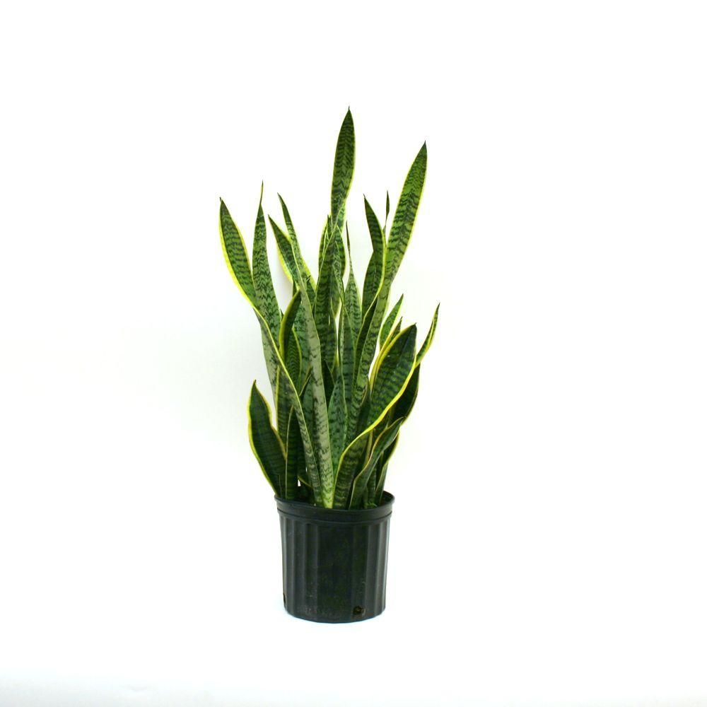 Costa Farms Sansevieria Laurentii in 8.75 in. Grower Pot-10SANSL - The Home Depot | The Home Depot
