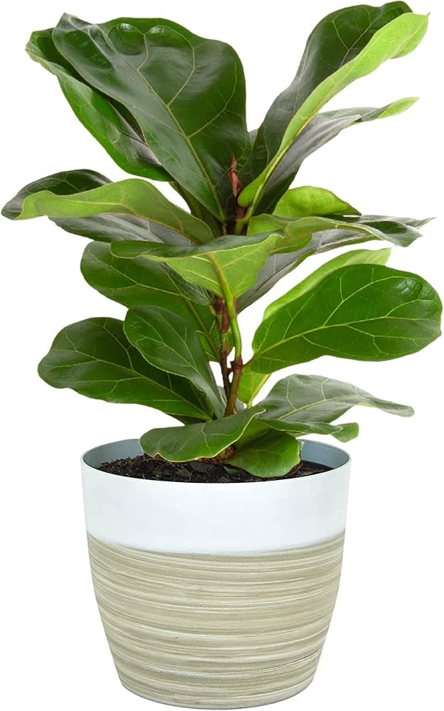 Costa Farms Little Fiddle Leaf Fig Tree, Live Indoor Plant in Cute Modern Décor Planter Pot, Nat... | Amazon (US)