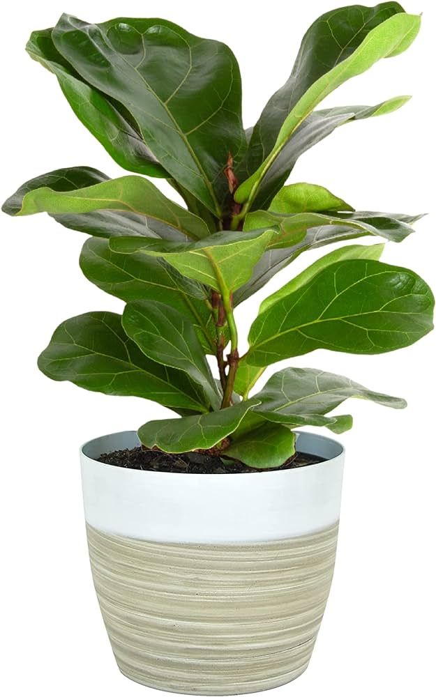 Costa Farms Little Fiddle Leaf Fig Tree, Live Indoor Plant in Cute Modern Décor Planter Pot, Nat... | Amazon (US)