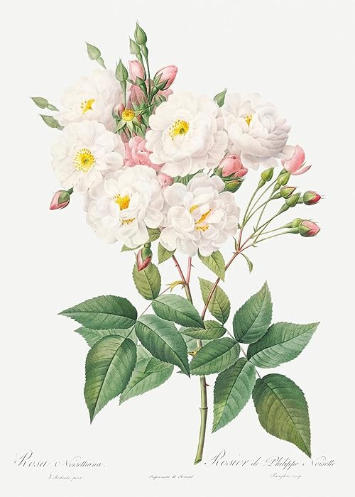 Eurisko Studios Botanical Plant Print - Rosa noisettiana (Rose of Philippe Noiselle) by Pierre Jo... | Amazon (US)