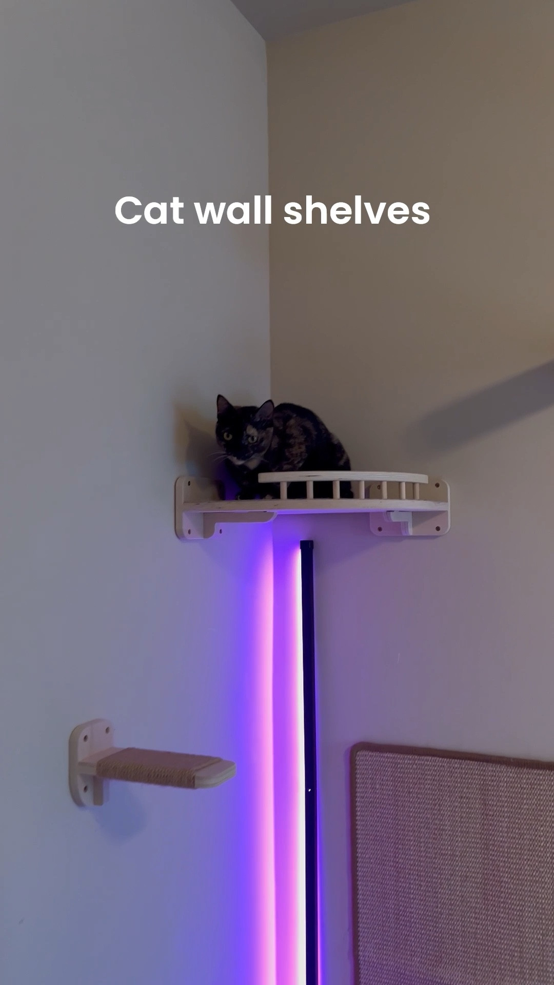Cat shelves #LTKpetcare #LTKcats #LTKpets 

#LTKHome