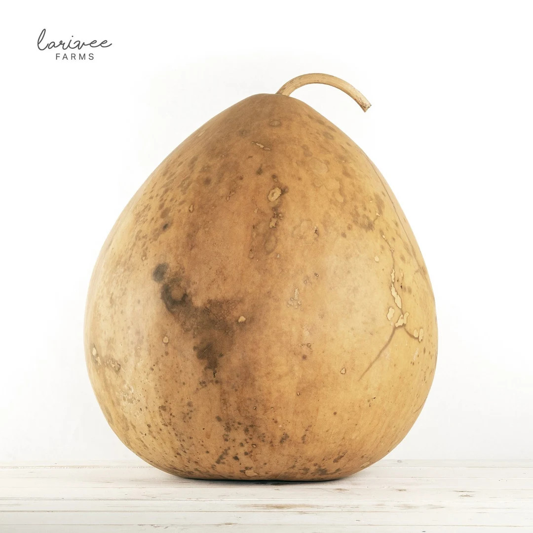 Large Kettle Dried Gourd - Etsy | Etsy (US)