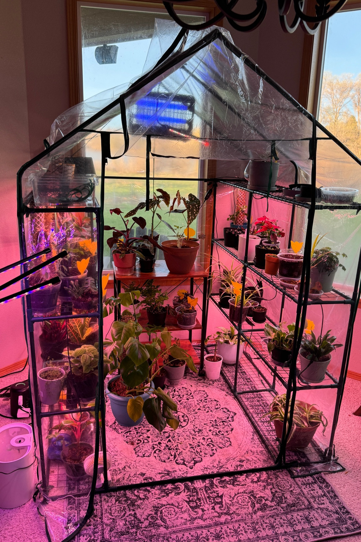 Loving this small greenhouse and so do my plants. 
#greenhouse #plants #garden 

#LTKhome #LTKSeasonal