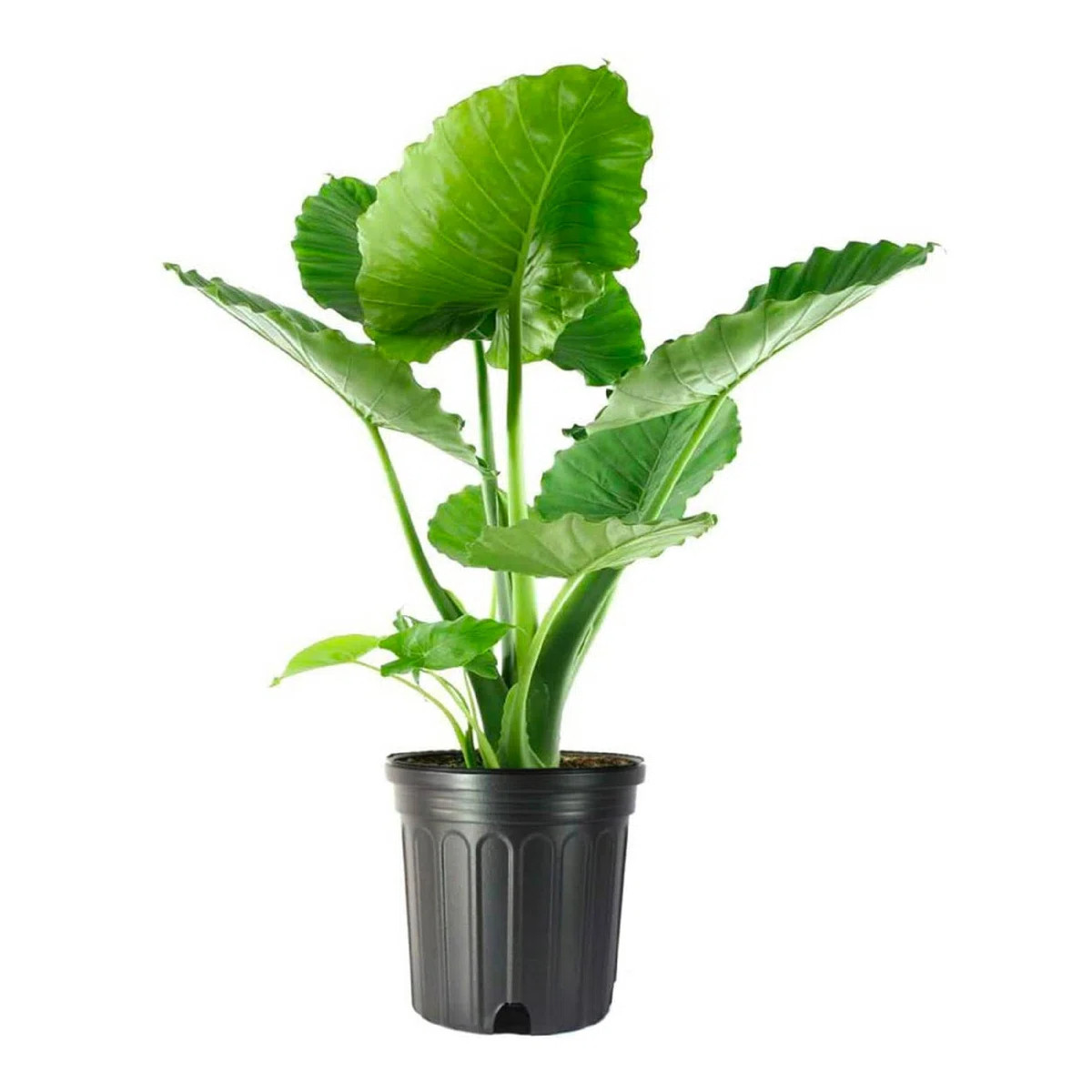 Low Light American Plant Exchange Alocasia California Elephant Ear, Large Live Houseplant, 10-Inc... | Wayfair North America