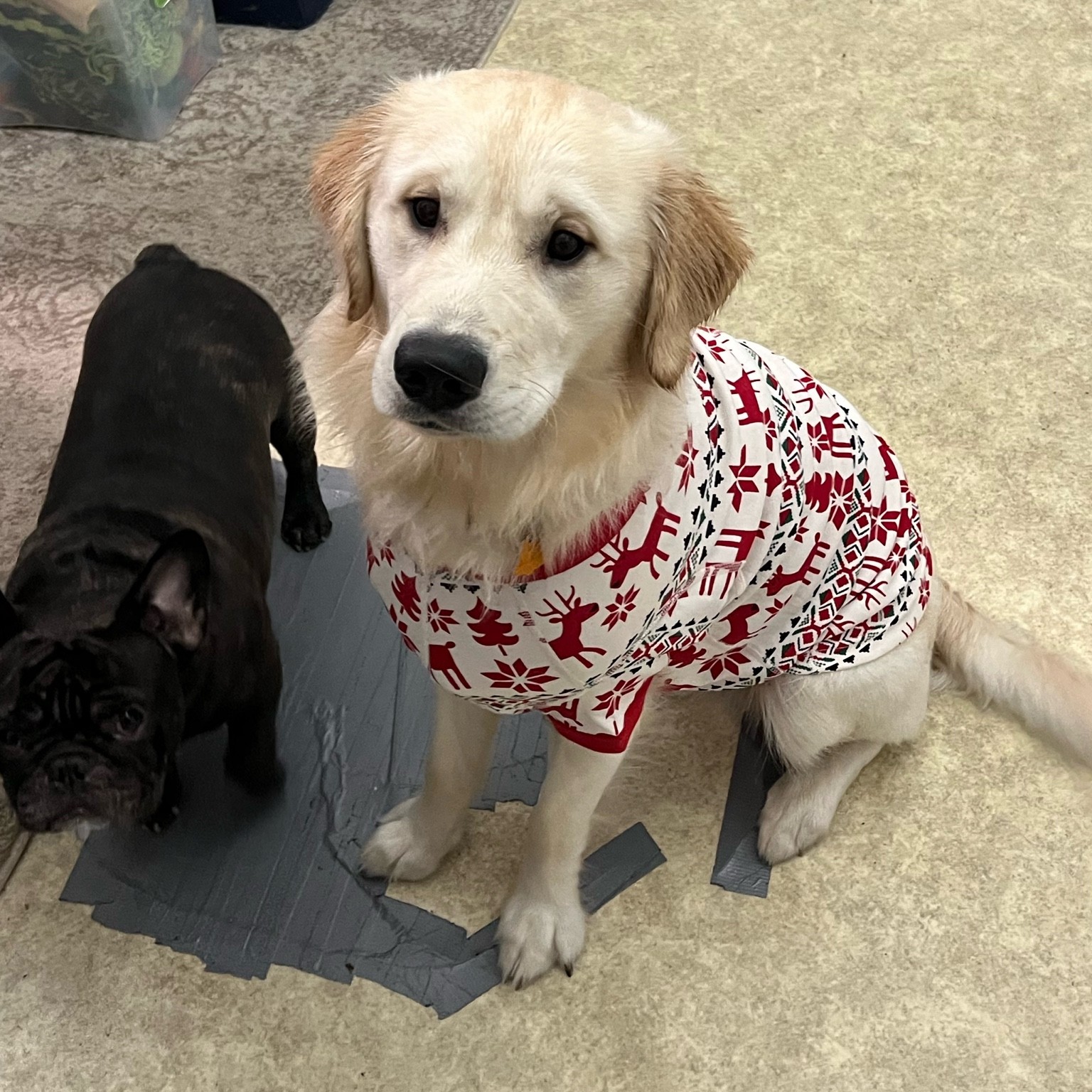 Gus got his Christmas pajamas! We will all be matching in our happy Hanna’s. Get 40% off Hanna Anderson pajamas + 10% additional off with code FRIENDS10
on sale and so good  

#LTKHoliday #LTKunder50 #LTKsalealert