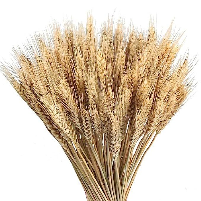 HO2NLE Large Golden Dried Natural Wheat Sheave Bundle Premium Spring Arrangements Full Wholesale DIY | Amazon (US)