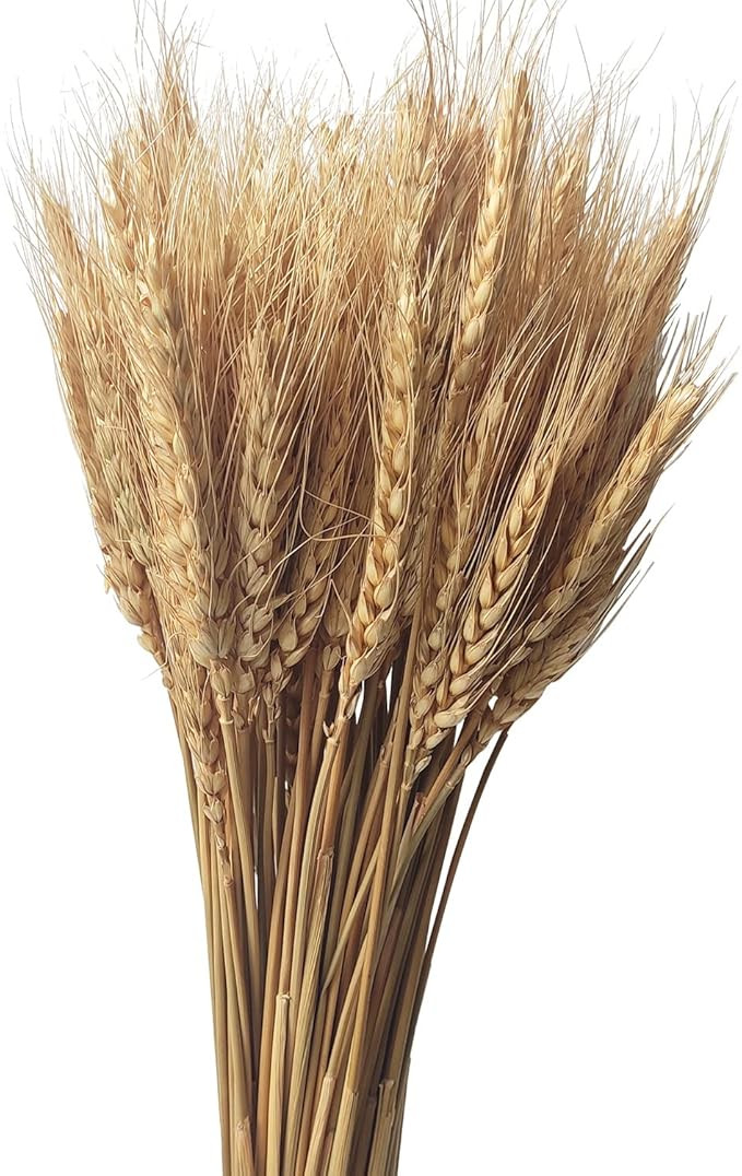 100 Stems Dried Wheat Stalks Natural Wheat Bundle for Home Decor, Crafts | Amazon (US)