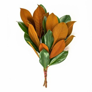 Sutton Ferneries Magnolia Consumer Bunch | Kroger