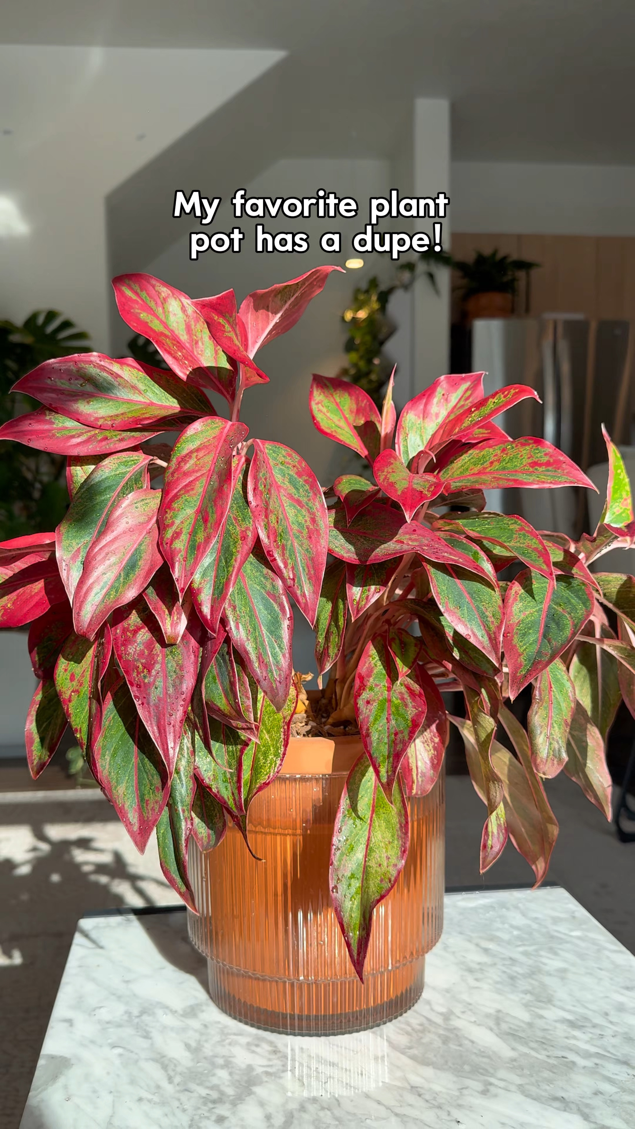 Half the price of the original 🙌

#LTKU #LTKFindsUnder100 #LTKHome