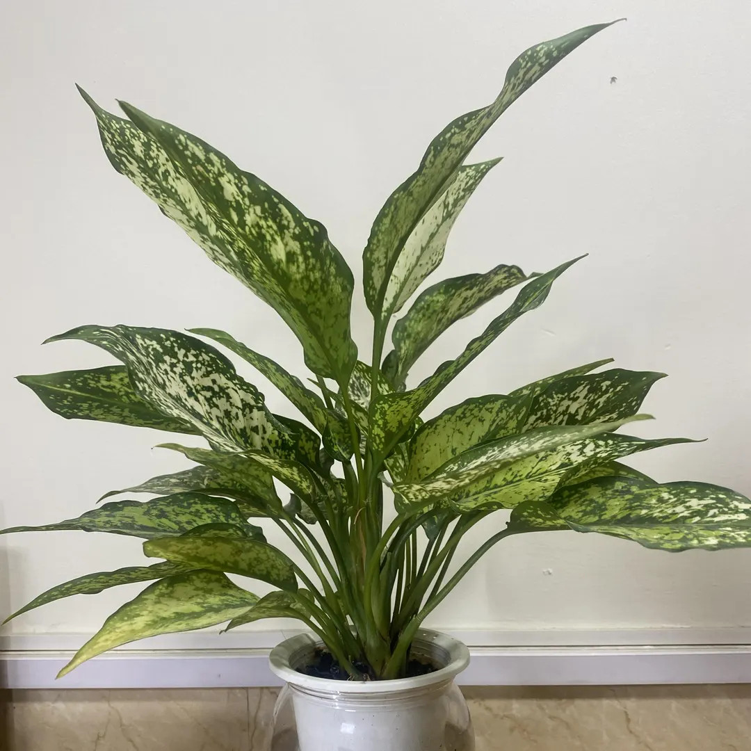 Variegated Indoor Foliage Plant in Pot – Decorative Green Houseplant for Home or Office - Etsy ... | Etsy (US)