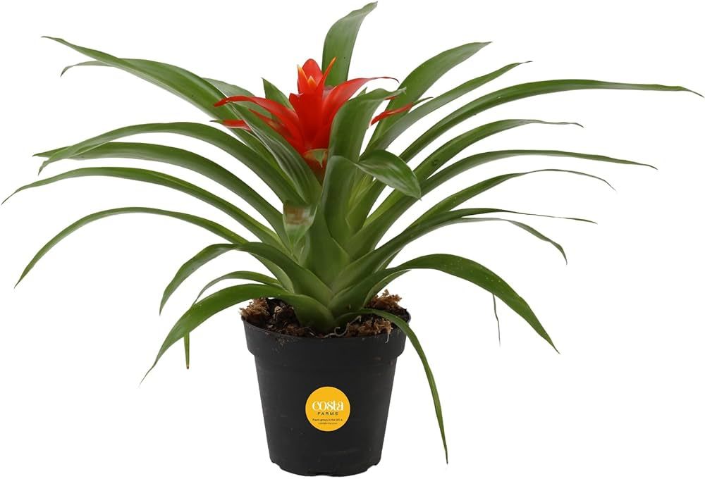 Costa Farms Bromeliad Live Plant, Live Indoor Flowering Plant, Houseplant Potted in Nursery Growe... | Amazon (US)