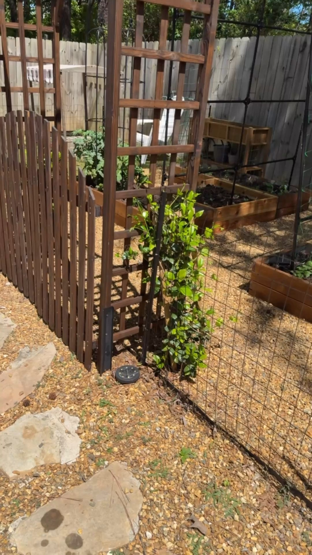 I added star jasmine to our arbor this year
It is evergreen, non toxic, has beautiful and fragrant white blooms 

#LTKHome #LTKSeasonal #LTKmomlife
