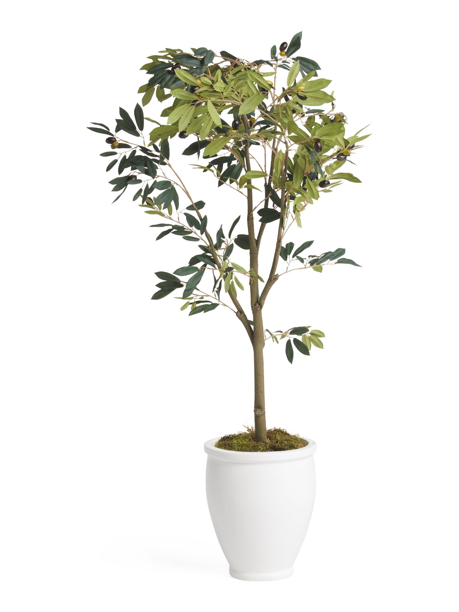 5ft Green Olive Tree In Ceramic Pot | Plants & Planters | Marshalls | Marshalls