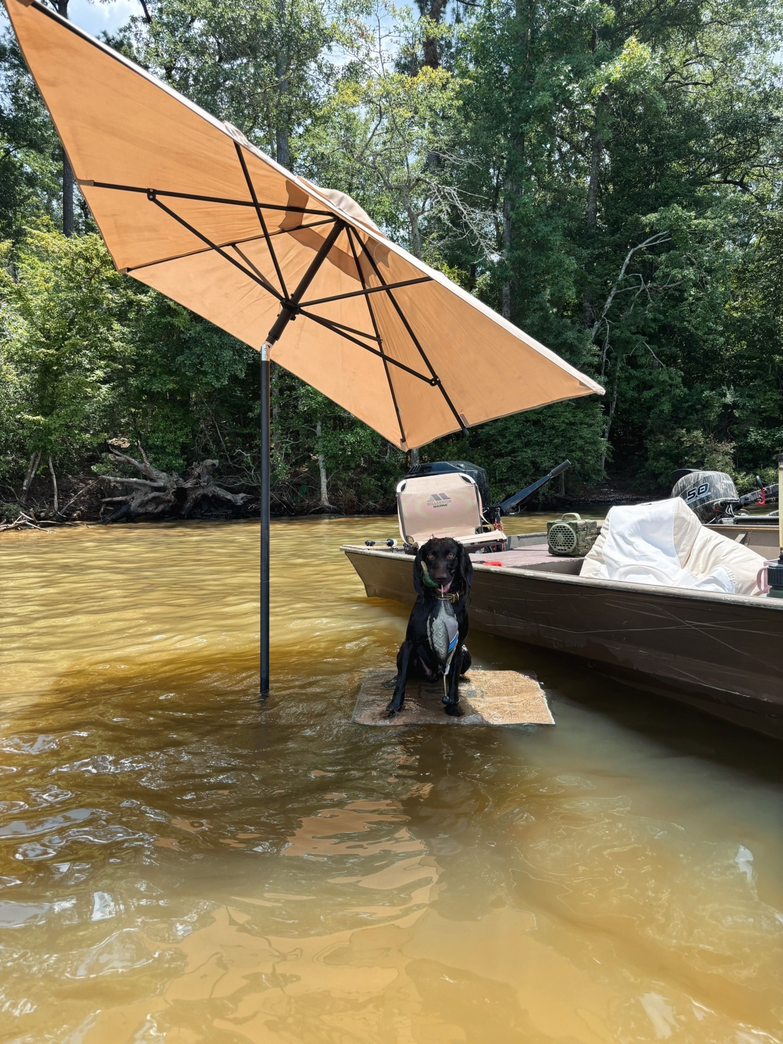 oak’s set up with dog stand, umbrella and umbrella stand 

#LTKFamily #LTKU #LTKSeasonal