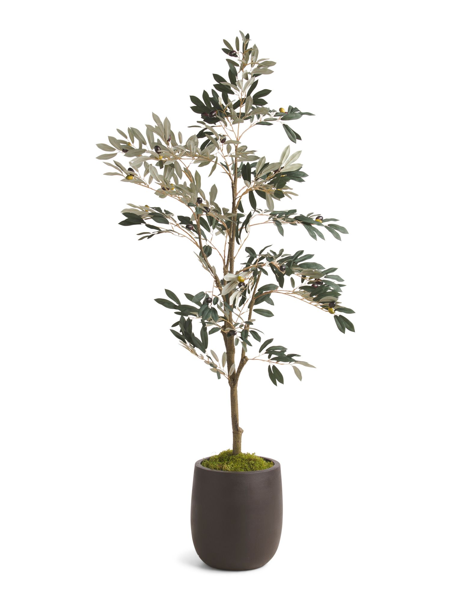 5ft Dusty Olive Tree | Plants & Planters | Marshalls | Marshalls