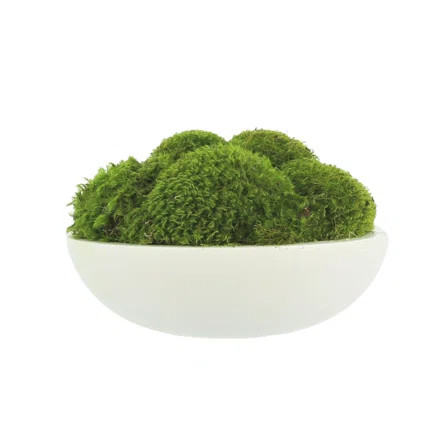 Moss Plant in Fiberstone Planter | Wayfair North America
