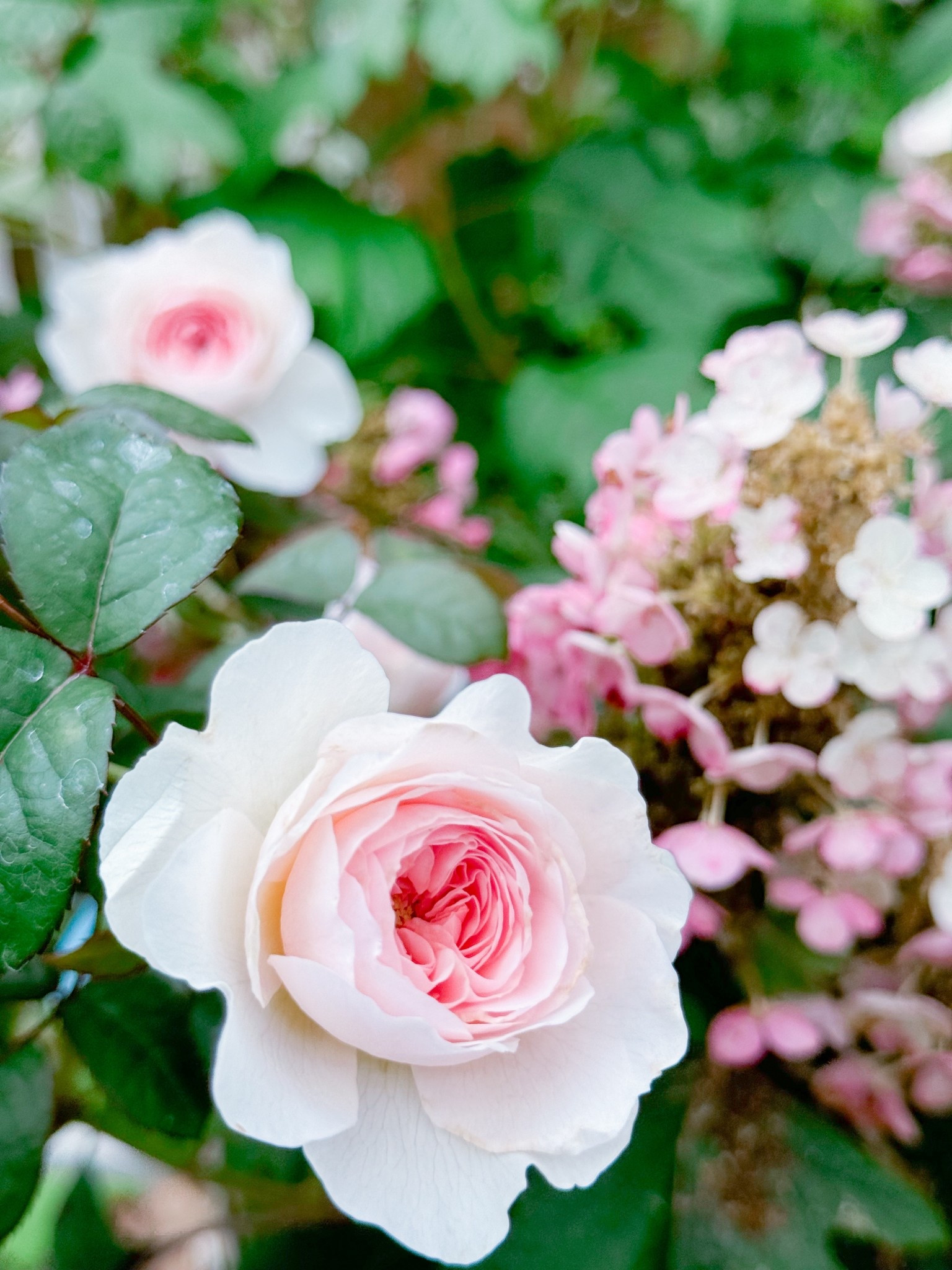 Tranquility really lives up to its name! One of the prettiest roses and the fragrance! Omg the fragrance! 

#LTKWedding #LTKspring #LTKspringtrends