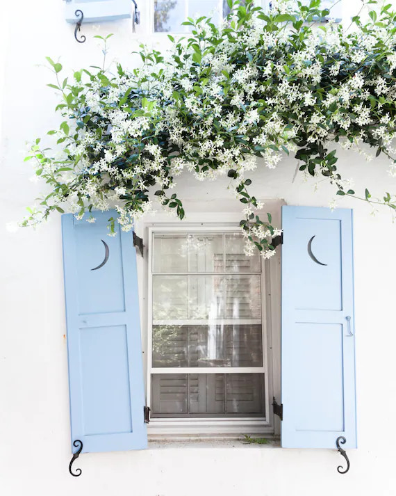 Charleston windows with jasmine, Charleston fine art prints | Etsy (US)