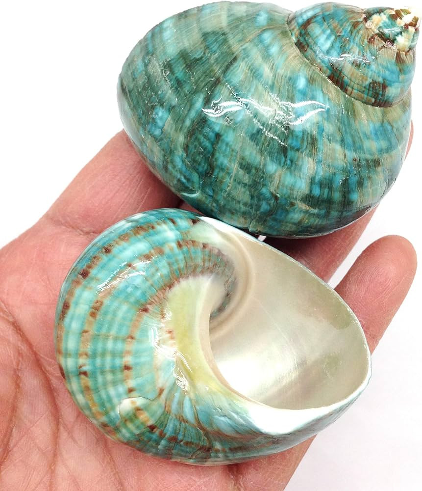 PEPPERLONELY 2 PC Natural Large Hermit Crab Shells, Green Blue Gade Turbo, 2-1/2 Inch ~ 3 Inch | Amazon (US)