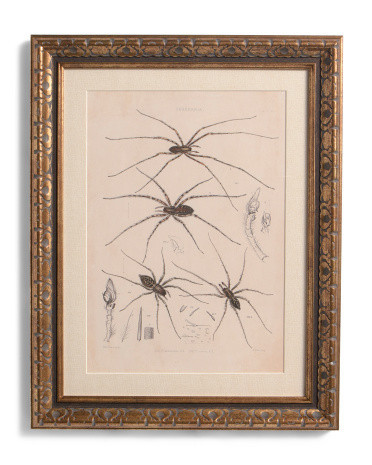 14X11 Cardinal Spider Wall Art | TJ Maxx