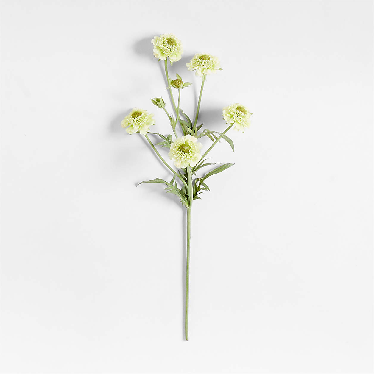 Faux Green Scabiosa Stem 24" by Abigail Ahern + Reviews | Crate & Barrel | Crate & Barrel